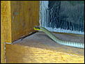 Snake in the house!-18042012257.jpg