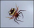 Spider with a scary face!! Aargh! What is it?**BEWARE - PHOTOS**-horrid-spider-002-002.jpg