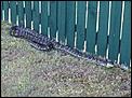 Brown snake!!!  :-)-carpet-python.jpg