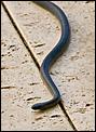 Another snake - what is it?-snake-1.jpg