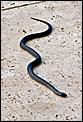 Another snake - what is it?-snake-2.jpg