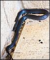 Another snake - what is it?-snake-3.jpg