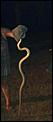 Another snake - what is it?-537395_576264459054052_999386752_n.jpg