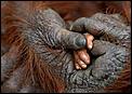 Cute things in pictures-mother-infant-orangutan.jpg