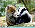 Cute things in pictures-fox-cub-baby-badger.bmp