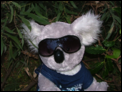 So who is doing it on Australia Day this year?-mr-koala-5.png
