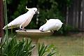 Some photo's for you all-cockatoos-resized.jpg