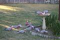 Some photo's for you all-galahs-resized.jpg