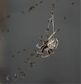 Name This Spider!-gardorbweaver.jpg