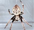 Name This Spider!-eriophora_zz076_rf0124.jpg