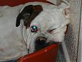 How's your dog or pet looks like?-dsc00223.jpg
