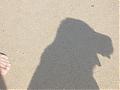 How's your dog or pet looks like?-funny-dog-shadow.jpg