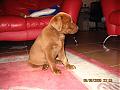 How's your dog or pet looks like?-aug07151.jpg