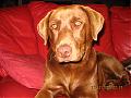 How's your dog or pet looks like?-jan04403.jpg