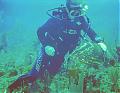 Where to Holiday??-diver-stroking-grouper.jpg