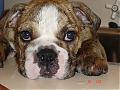 How's your dog or pet looks like?-dsc00126.jpg