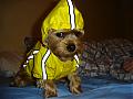 How's your dog or pet looks like?-bengys-new-outfit.jpg