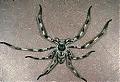 Anyone seen one of these in Oz?-banded_huntsman.jpg