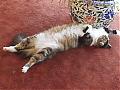 Whats a cat to do in 30 Degrees-willow-2.jpg