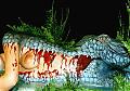 Art-crocodile.jpg