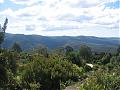 We've been here for two weeks now!  Time for an update!-mount-tomah-botanic-garden-blue-mountains-002.jpg