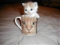 Link The photo to a BE member-139_kittycup.jpg