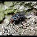 Are you happy in your job?-calliphora_vicina_hs1_5173_t.jpg