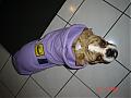 So Cold At Night We Bought Our Little Bully Some Jammies!!-dsc00006.jpg