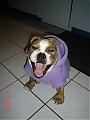 So Cold At Night We Bought Our Little Bully Some Jammies!!-dsc00007.jpg