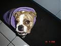 So Cold At Night We Bought Our Little Bully Some Jammies!!-dsc00008.jpg
