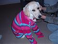 So Cold At Night We Bought Our Little Bully Some Jammies!!-ok-you-can-take-off-now.jpg