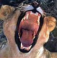 Lurkers-lioness-yawning-leeuw4.jpeg