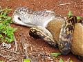 Snake swallows Roo...you have been warned-image3.jpg