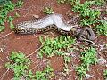 Snake swallows Roo...you have been warned-image5.jpg