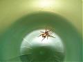 Any idea what this little cute is pleae? :-)-spider.jpg