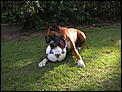 New addition to our family...-barney-playing-football.jpg