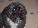 Just had Quote to ship my dog!-100_0339.jpg