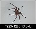 Spiders!!!-p1000758.jpg