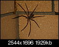 Spiders!!!-img_5439.jpg