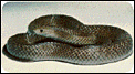 Snakes in Australia-brownsnake.gif
