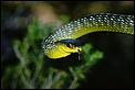 Snakes in Australia-greentreesnake_rd.jpg