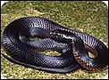 Snakes in Australia-redbelliedblacksnake.jpg