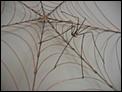 My Resident Spiders!-img_4514.jpg
