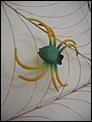 My Resident Spiders!-img_4515.jpg