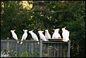 The View From Your Window-cockatoos-pool.jpg