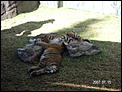 The tiger cubs at Dream World.-goldcoastjuly-016.jpg