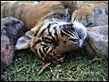 The tiger cubs at Dream World.-goldcoastjuly-017.jpg