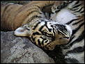 The tiger cubs at Dream World.-goldcoastjuly-018.jpg