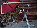 The tiger cubs at Dream World.-goldcoastjuly-047.jpg