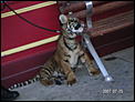 The tiger cubs at Dream World.-goldcoastjuly-048.jpg